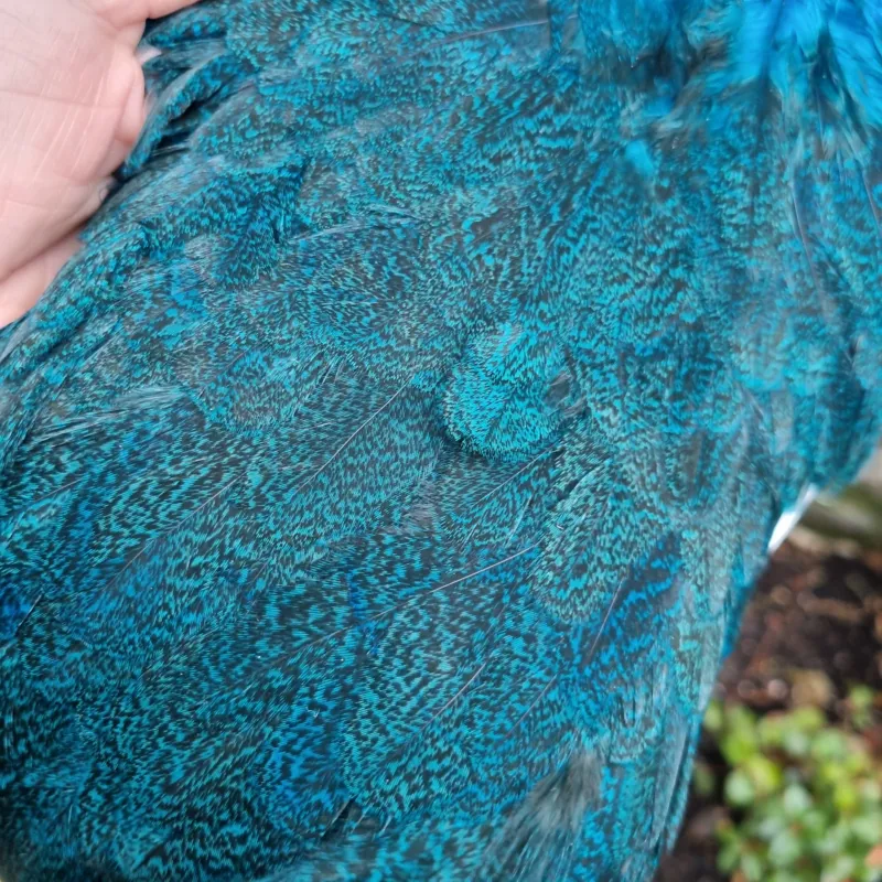 Whiting Coq de Leon Hen Saddle in Speckled Kingfisher Blue